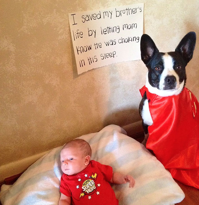 10+ Times Humans Were Surprised By The Heroic Acts Of Dogs