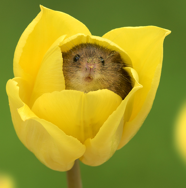 Photographer Tiptoes Through The Tulips To Capture Harvest Mice, And The Results Will Melt Your Heart