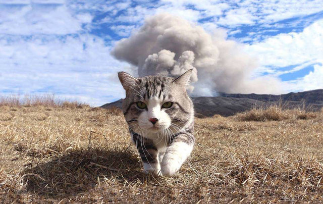 Meet The World's Most Photogenic Cat Who Can't Get A Bad Photo Taken Of Him