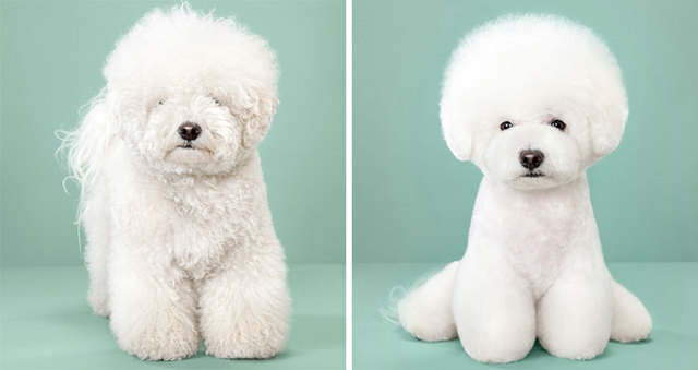 7 Before And After Pics Of Dogs Who Have Been Groomed In A Japanese Style