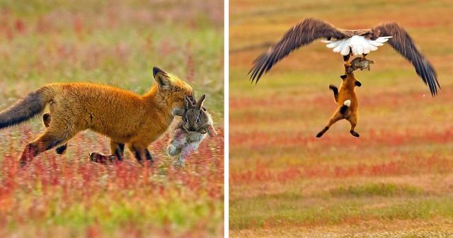 Photographer Captures A Rare Battle Between Fox And Eagle Over Rabbit, And It Gets More Intense With Every Photo