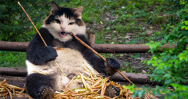 This Artist Creates Hilarious Photoshops Of Her Cats And She Has Probably Gone Too Far