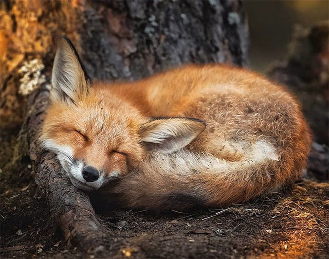 41 Magical Animal Photos That Prove Fairy Forests Are Real In Finland
