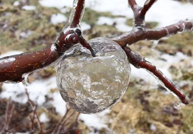 It's So Cold In Michigan 'Ghost Apples' Are Forming In A Frozen Orchard