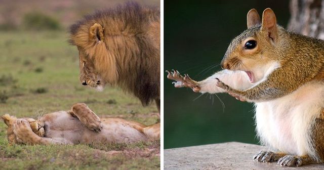 20+ Comedy Wildlife Photography Awards 2018 Finalists That Will Brighten Your Day