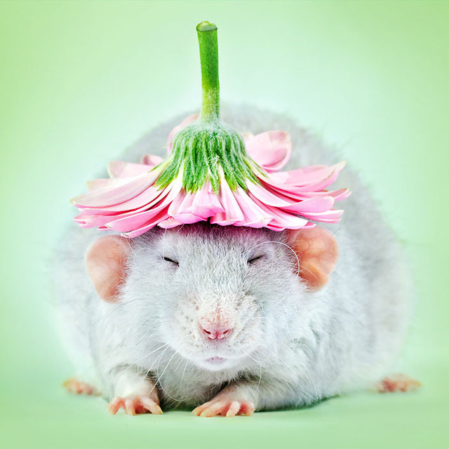 Photographer Proves Rats Are The Most Adorable Creatures By Spending Years Capturing Them