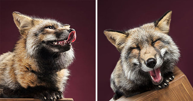 This Photographer Fell In Love With Foxes After Taking Their Photos In Her Studio
