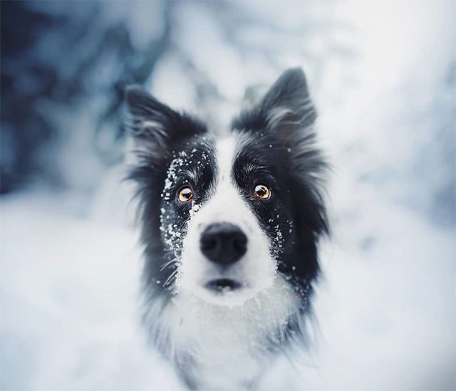 50 Beautiful Photos Of Dogs Taken By Czech Photographer Kristýna Kvapilová