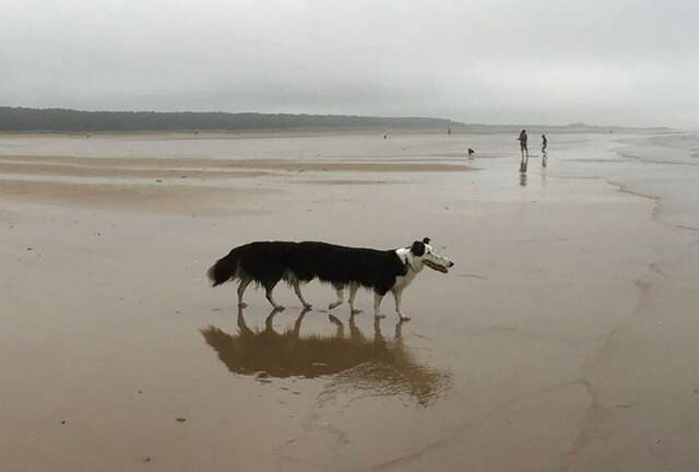 30 Panoramic Photos Hilariously Photobombed By Animals