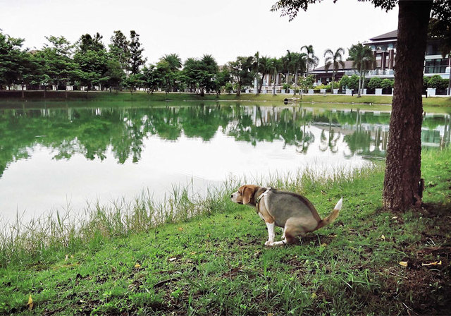 2019 'Pooping Pooches' Calendar Is Here And It's The 'Shittiest' Calendar Ever
