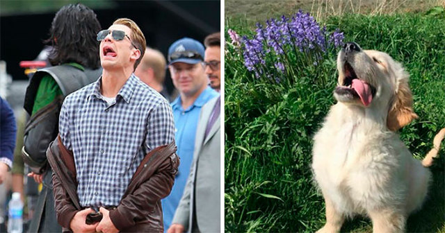 This Twitter Account Is Convinced That Chris Evans Is A Golden Retriever, Post Comparisons As Proof