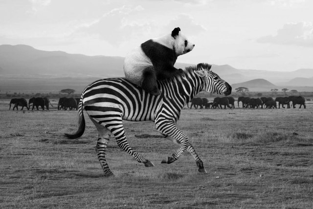 French Photographer Imagines The Secret Life Of Wild Animals When No One‘s Watching (30 Pics)