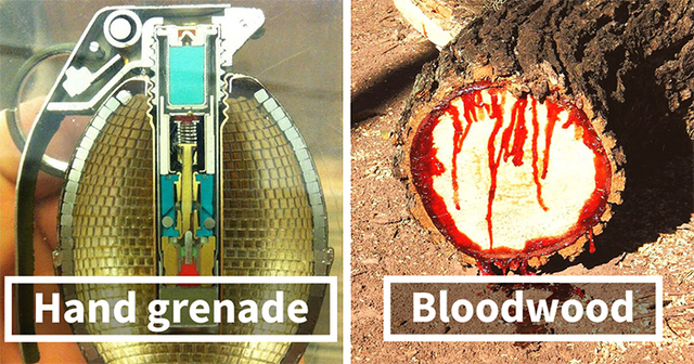 30 Photos Of Objects Cut In Half Revealing Their Hidden Side
