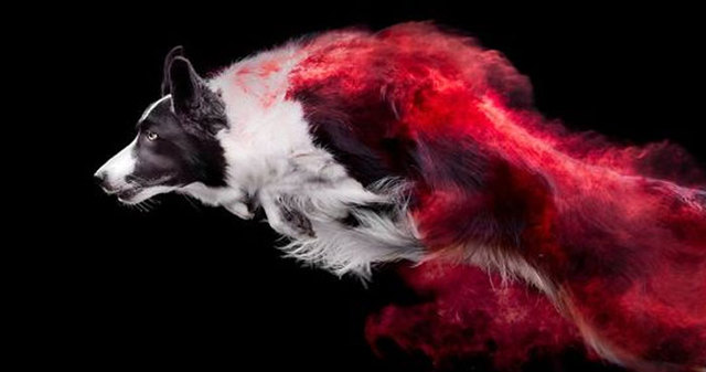 This Photographer Tossed Powder On Some Dogs And The Photos Turned Out Incredible