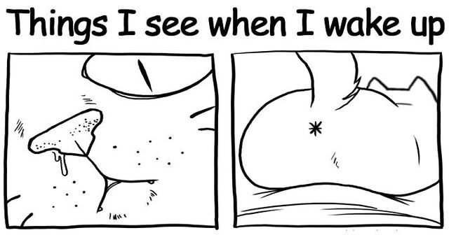 20+ Hilarious Comics Showing This Artist's Life With Two Troublemaking Cats