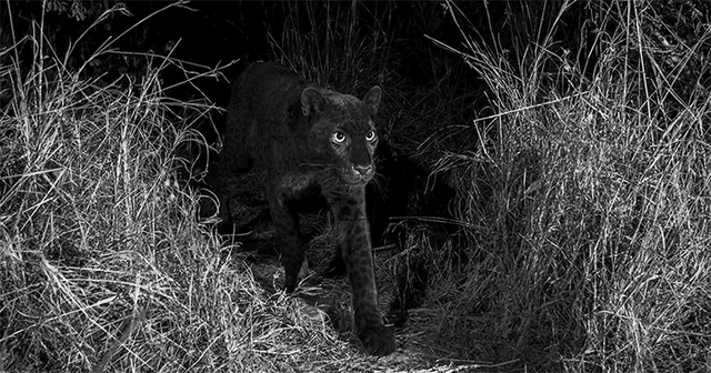 Rare Black Leopard Is Photographed Emerging From The Darkness For The First Time In 100 Years In Africa