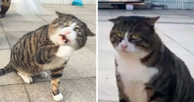 This Cat Is Hilariously Overreacting To Things And His Reactions Are Priceless