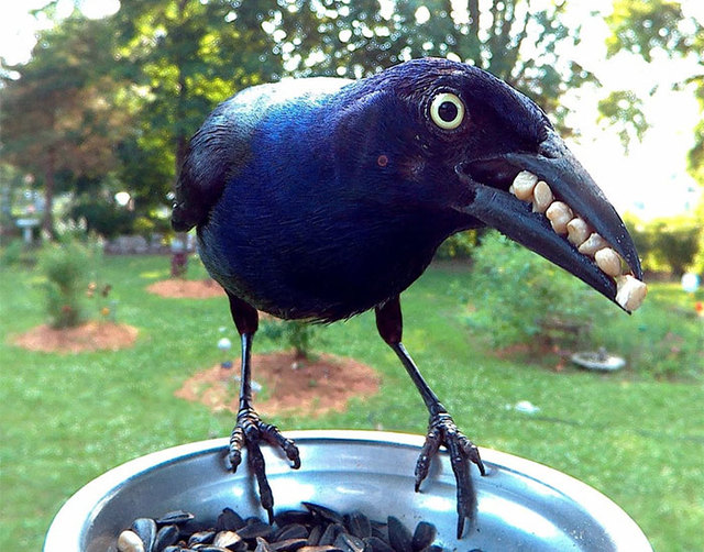 Woman Sets Up A Photo Booth For Birds In Her Yard, And The Photos Are Incredible