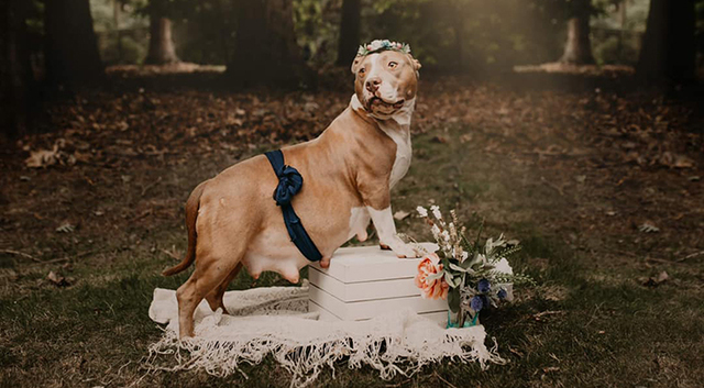 Rescuers Organize A Maternity Photoshoot For This Adorable Pit Bull To Help Her Get Adopted Faster