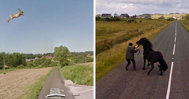30 Animals Accidentally Captured On Google Street View