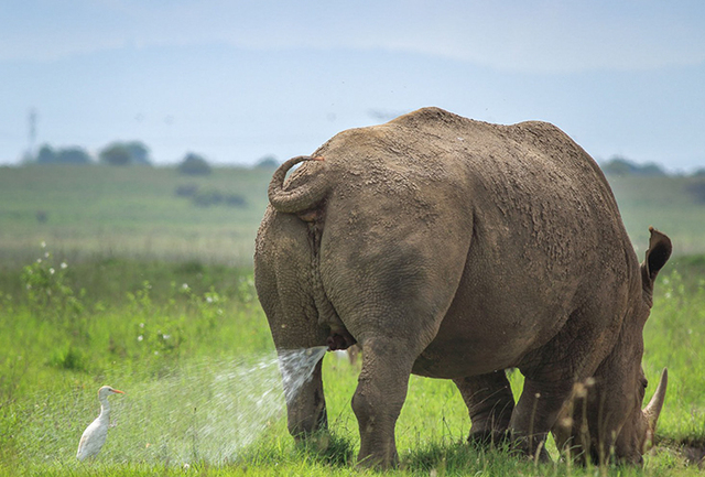 39 Photos From The Comedy Wildlife 2019 Competition That Show How Hilarious Nature Can Be