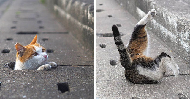 This Japanese Photographer Captures Photos Of Stray Cats Chilling On The Streets Of Japan
