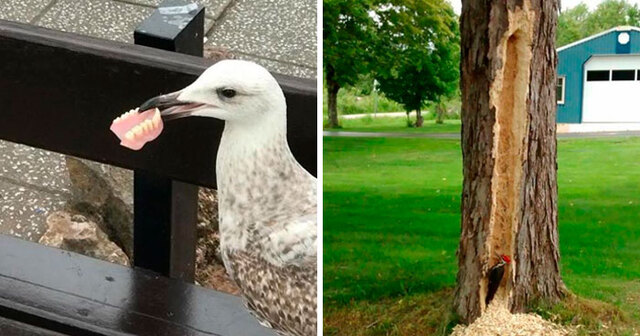 50 Times Birds Were Acting Like Complete Jerks And Were Publicly Shamed For It