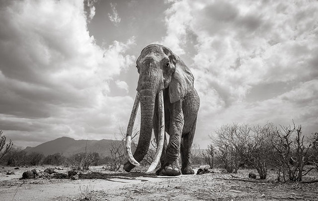 This Photographer Captured Stunning Pictures Of The Legendary 'Elephant Queen' Before She Passed Away