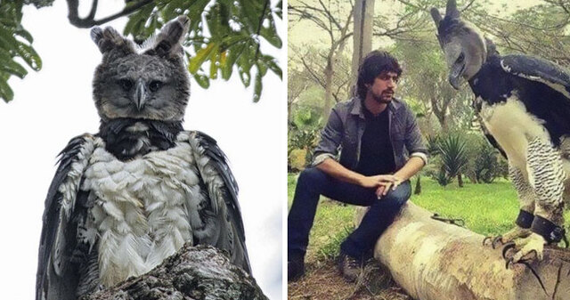 This Harpy Eagle Is So Big, It Looks Like A Human In A Costume