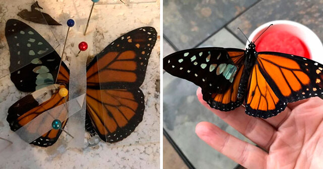 Woman Gives Butterfly A Wing Transplant To Help It Fly Again