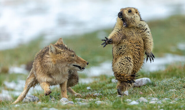 35 Winning Shots From This Year's Wildlife Photographer Of The Year Contest