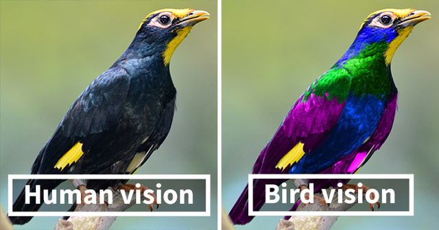 Scientists Show How Differently Birds See The World Compared To Humans