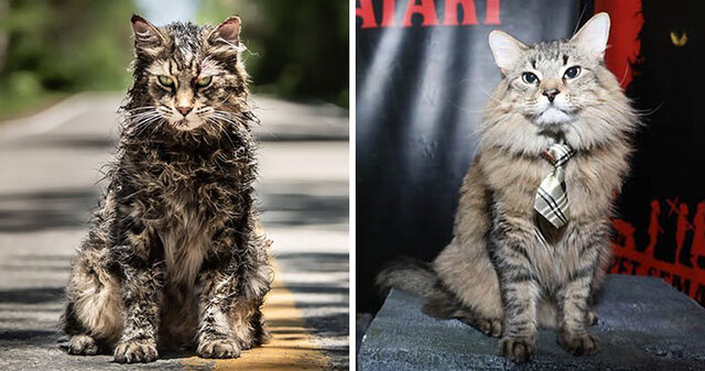 These Cats Were Trained To Be Actors For The 2019 Remake Of Pet Sematary