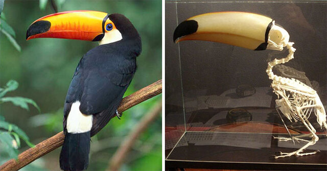 8 Facts About Toucans That Prove What Weird Birds They Are