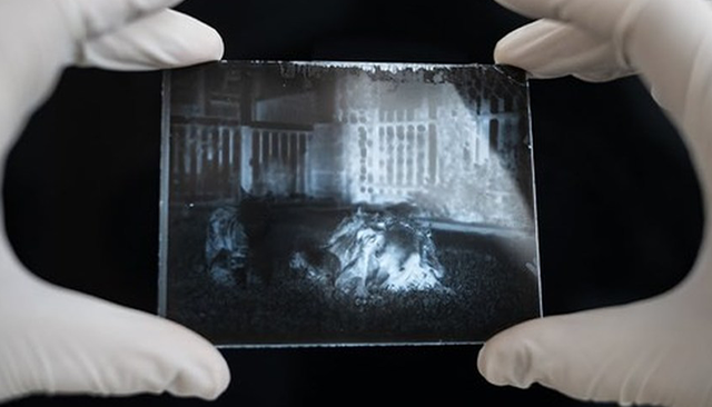 Man Develops 120-Year-Old Photos Of Cats Discovered Inside A Time Capsule