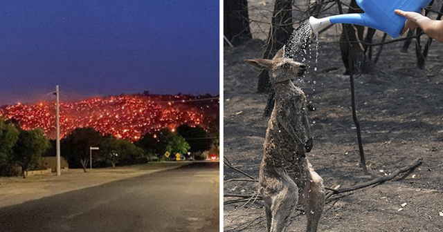 50 Pictures That Capture The Hell Australia Is Currently Going Through