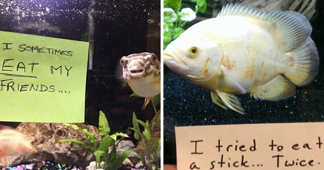 21 Naughty Fish That Got Publicly Shamed For Their Crimes