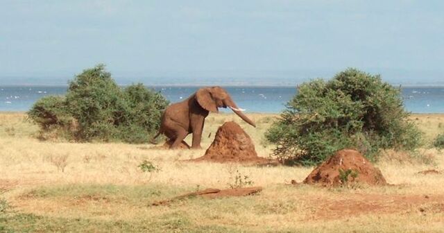 50 Wildlife Photos That Are So Bad, They’re Hilarious (New Pics)