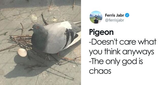 Person Writes Hilarious Bird Nest Reviews On Twitter (19 Pics)