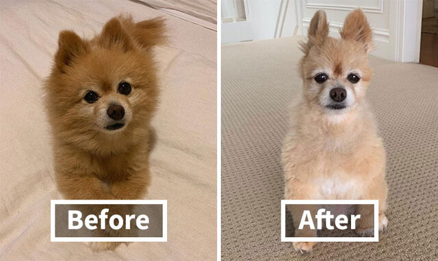 30 Times People Tried Grooming Their Pets Themselves And Ended Up Regretting It