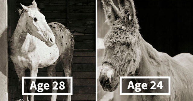Photographer Isa Leshko Captured Emotional Portraits Of Rescue Animals Who Escaped Slaughterhouses Or Farms (15 Pics)