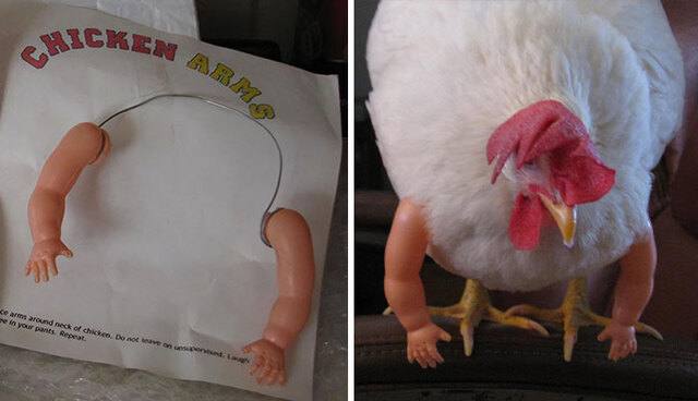 This Chicken Received A Pair Of Muscly Arms In The Mail And Ended Up Looking Like A Feathered Bodybuilder