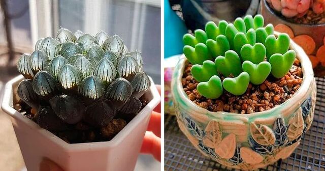 30 Unique Types Of Succulents You've Probably Never Heard Of Before