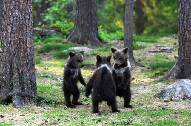 Finnish Teacher Can't Believe His Eyes After He Spots "Dancing" Bear Cubs In The Forest
