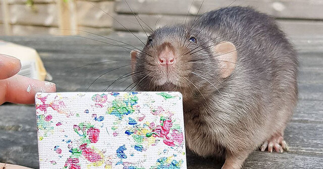 These Adorable Rats Are Creating Tiny Paintings And They're Already Sold Out