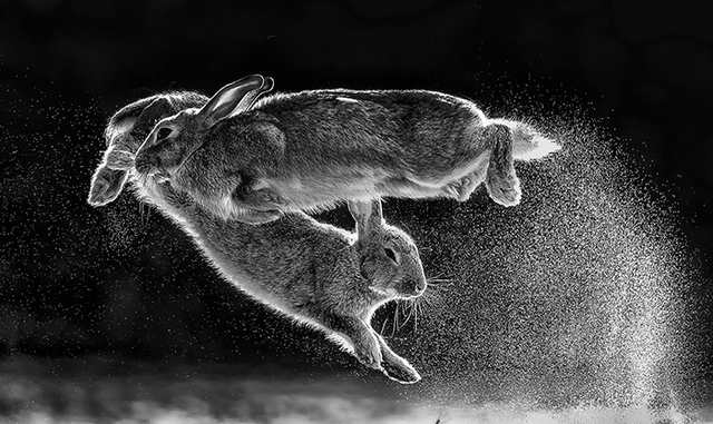 30 Winning Pictures From This Year's Nature Photographer Of The Year Contest