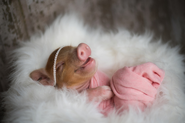These Photos Of An Adorable Newborn Piglet Are The Cutest Thing You'll See Today (14 Pics)