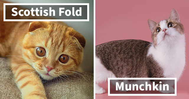 This Useful Guide Will Help You Recognize 20 Different Cats And Their Origins