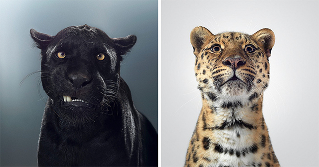 This Photographer Revealed The Different Characters Of Big Cats Through Stunning Portraits (28 Pics)