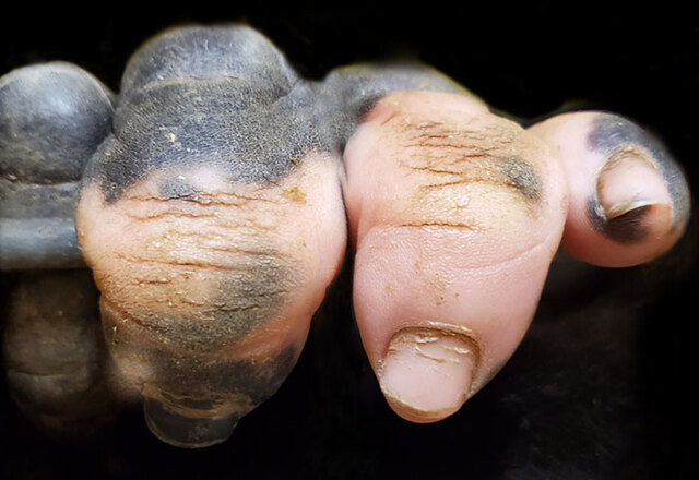 People Are Amazed By This Gorilla's Unique Pigmentation That Makes Her Hand Look Human